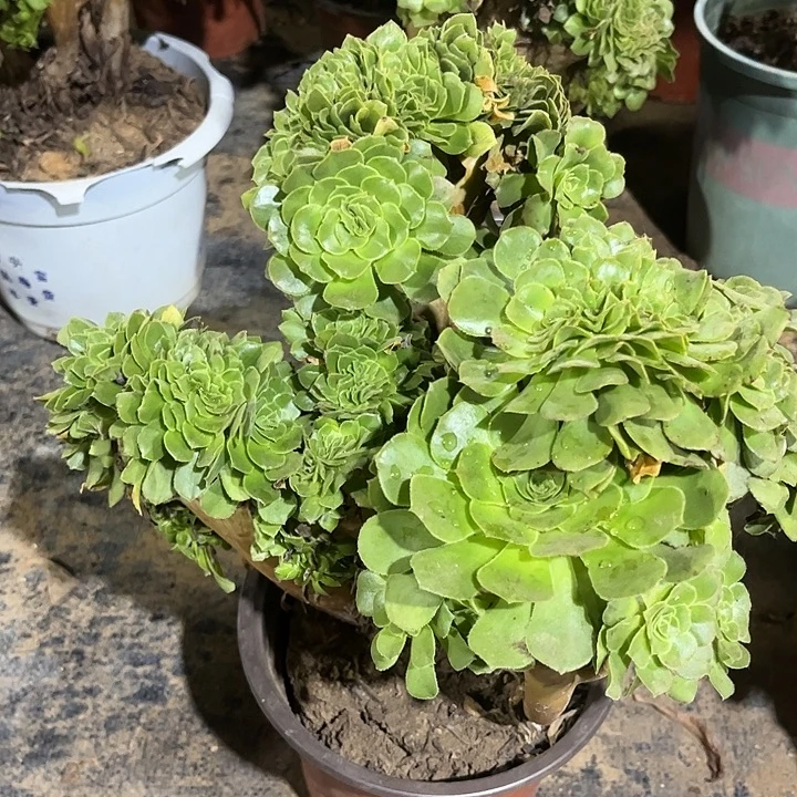 绿缀化多肉植物131号
