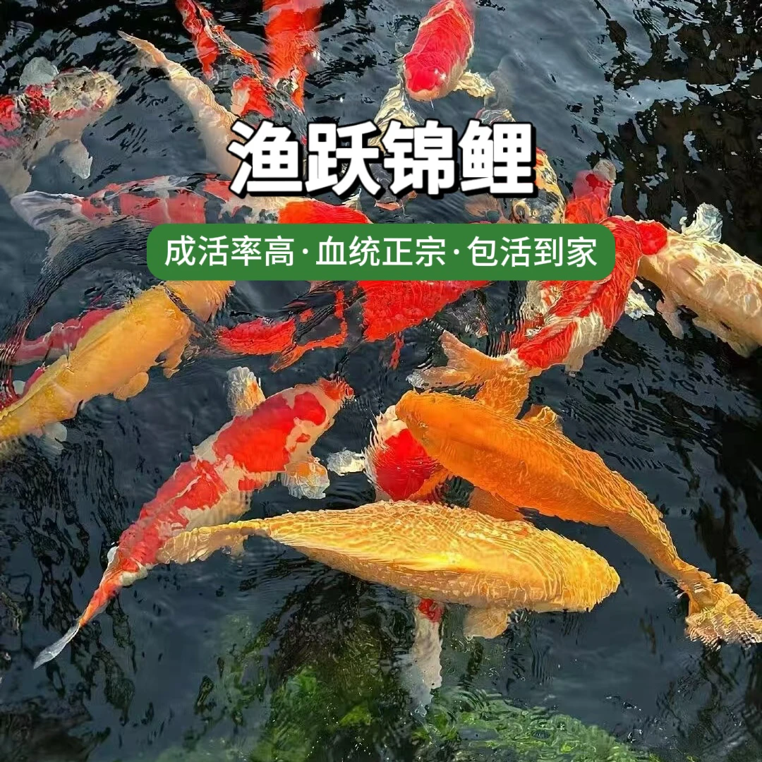 血统锦鲤红白大正三色德系颜色搭配包邮包活活体观赏鱼
