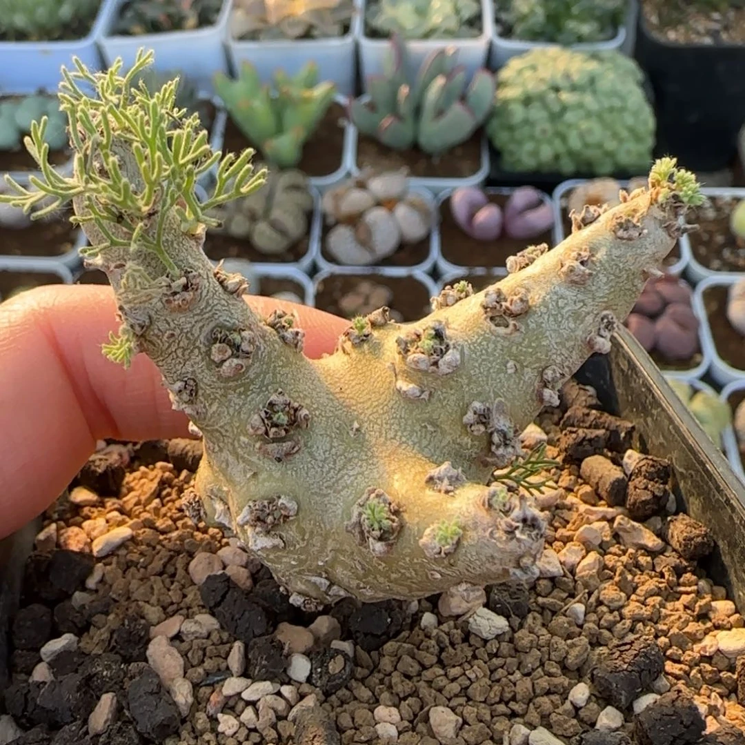 白皮月界多肉植物百科