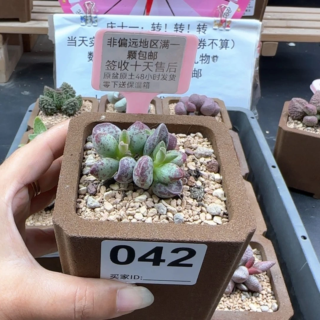 042艾薇多肉植物