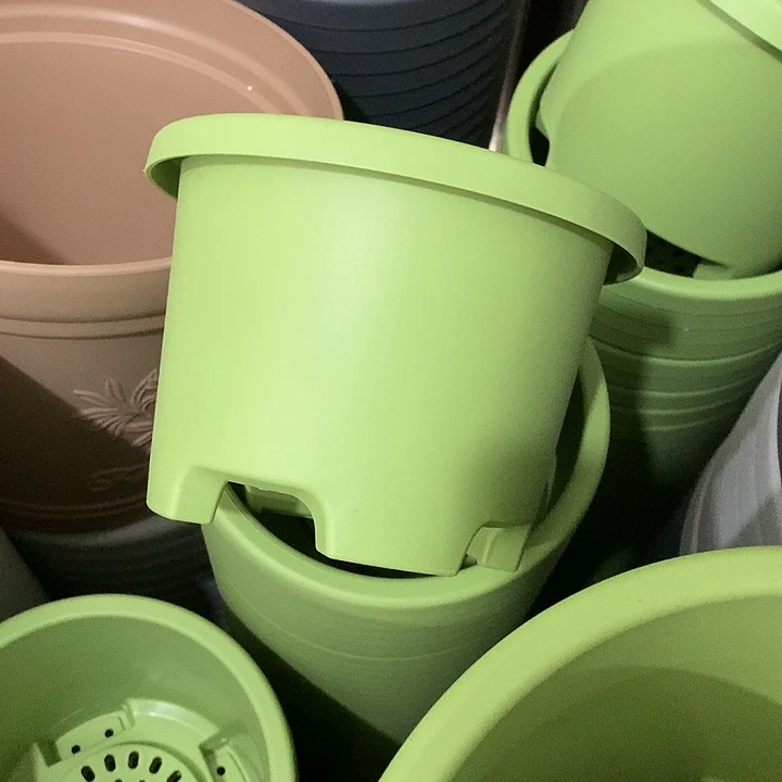 球根口17高12果绿5个