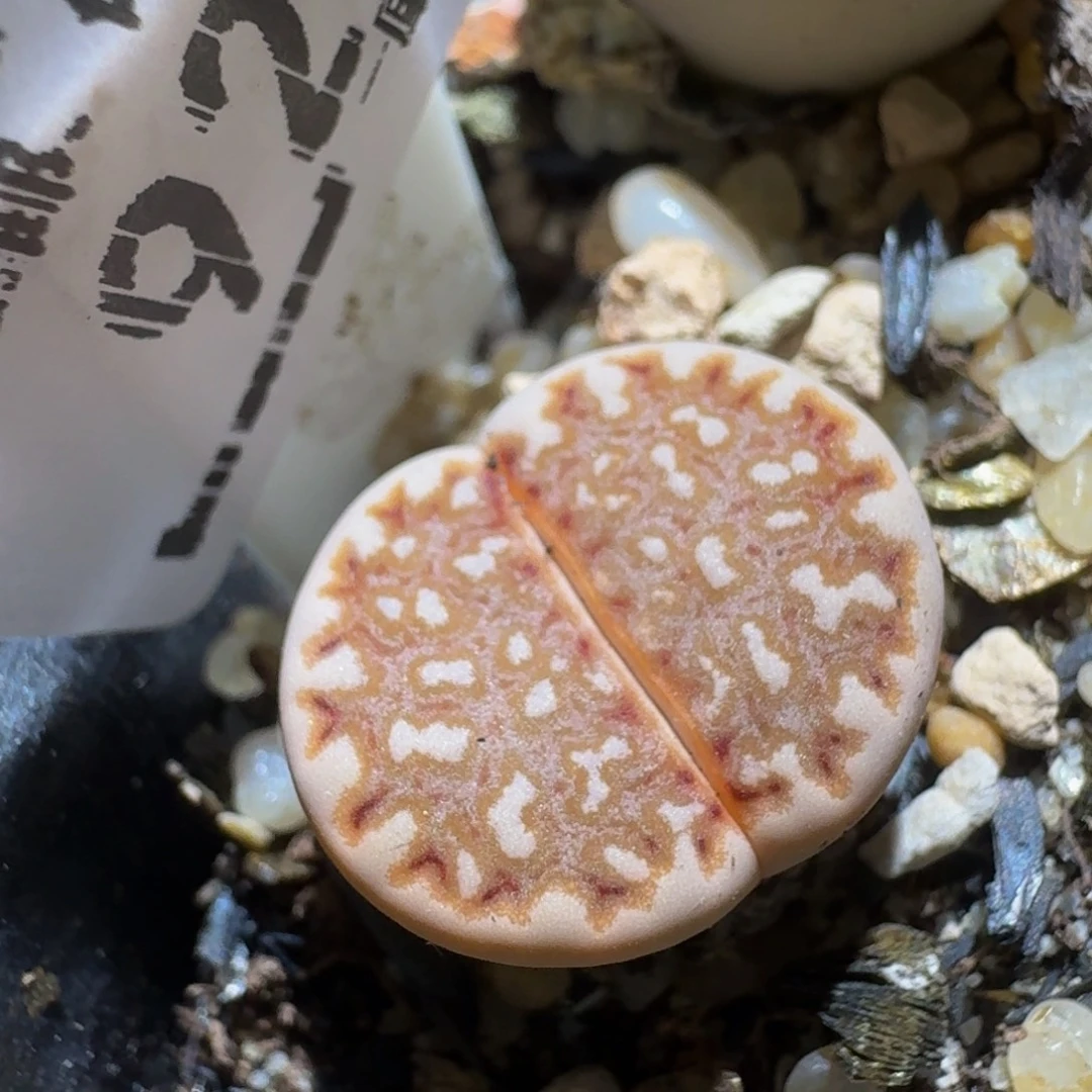 zzzZz生石花肉锥924