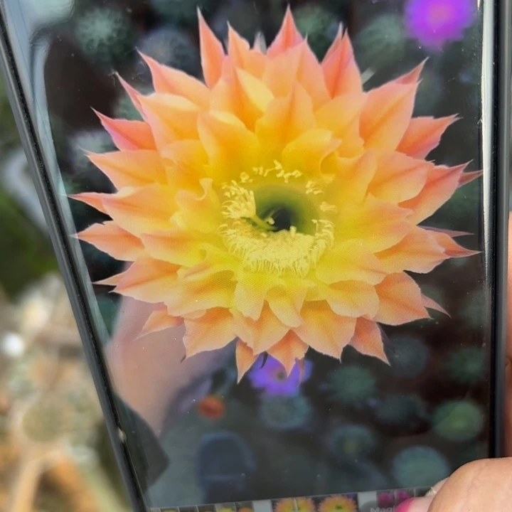 20彩草122丑歪无根侧芽8公分左右20包邮