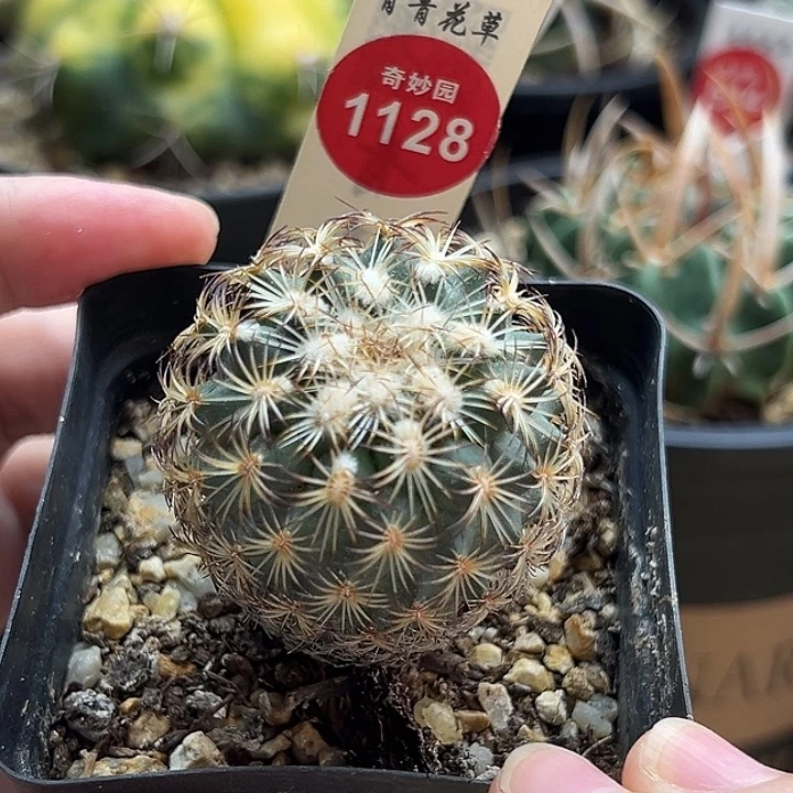 实生伊莎贝拉娇丽4.1cm