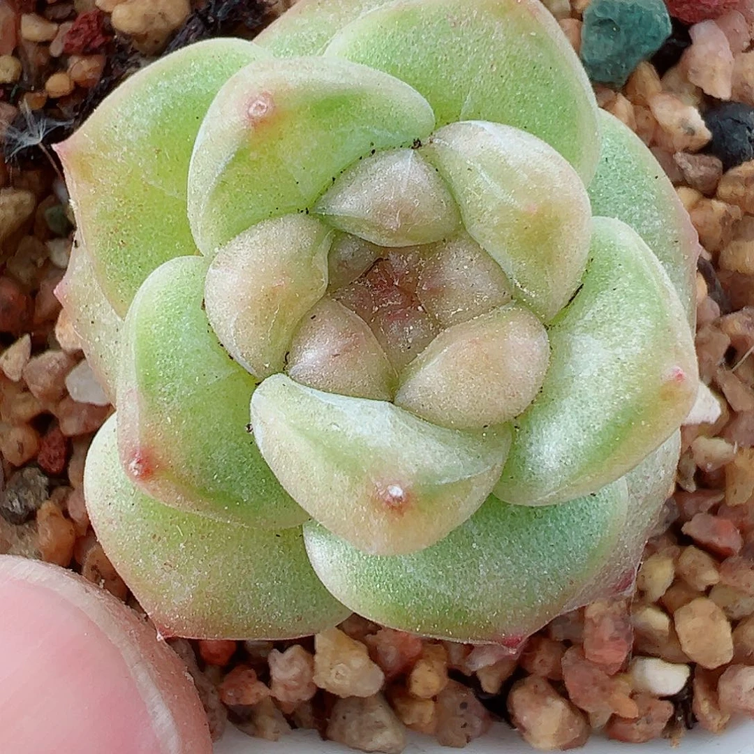 550噶好可爱啊好可爱好