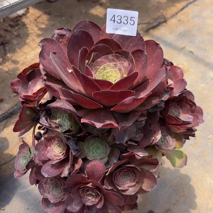 魅金玫瑰多肉处理不包断头4335