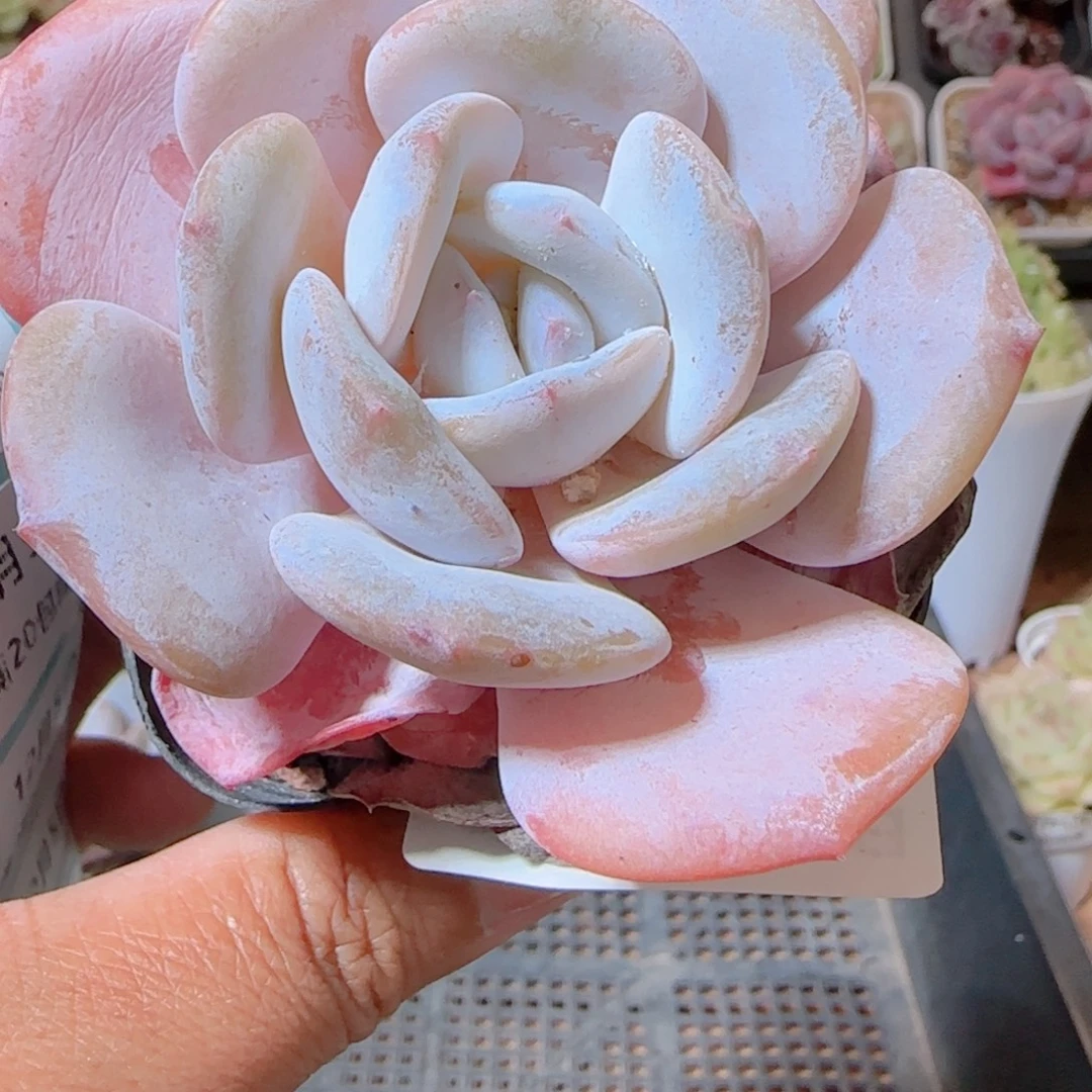 瑞***儿花语多肉1205-295