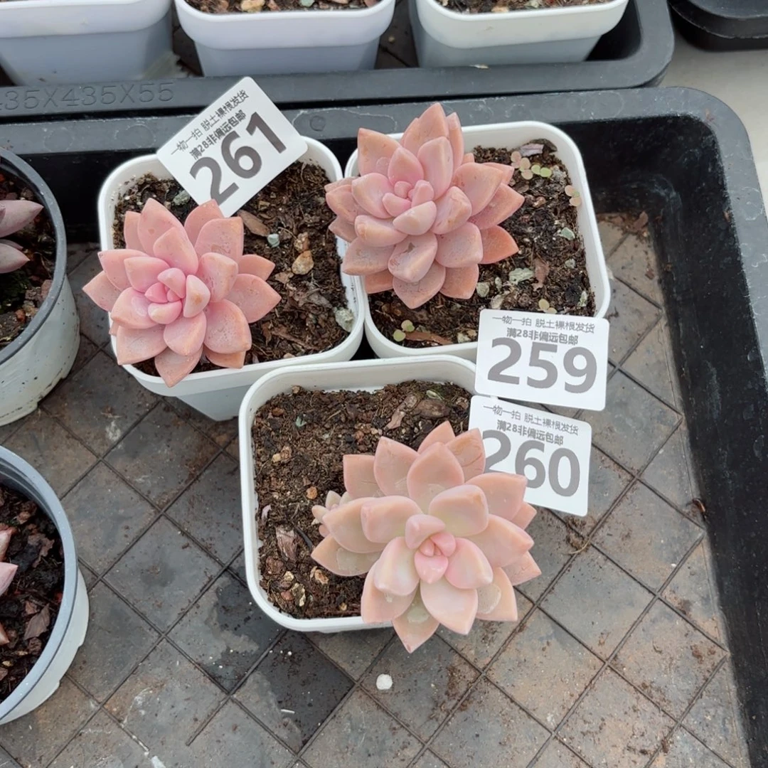 ****）淡雪三颗无盆土发货
