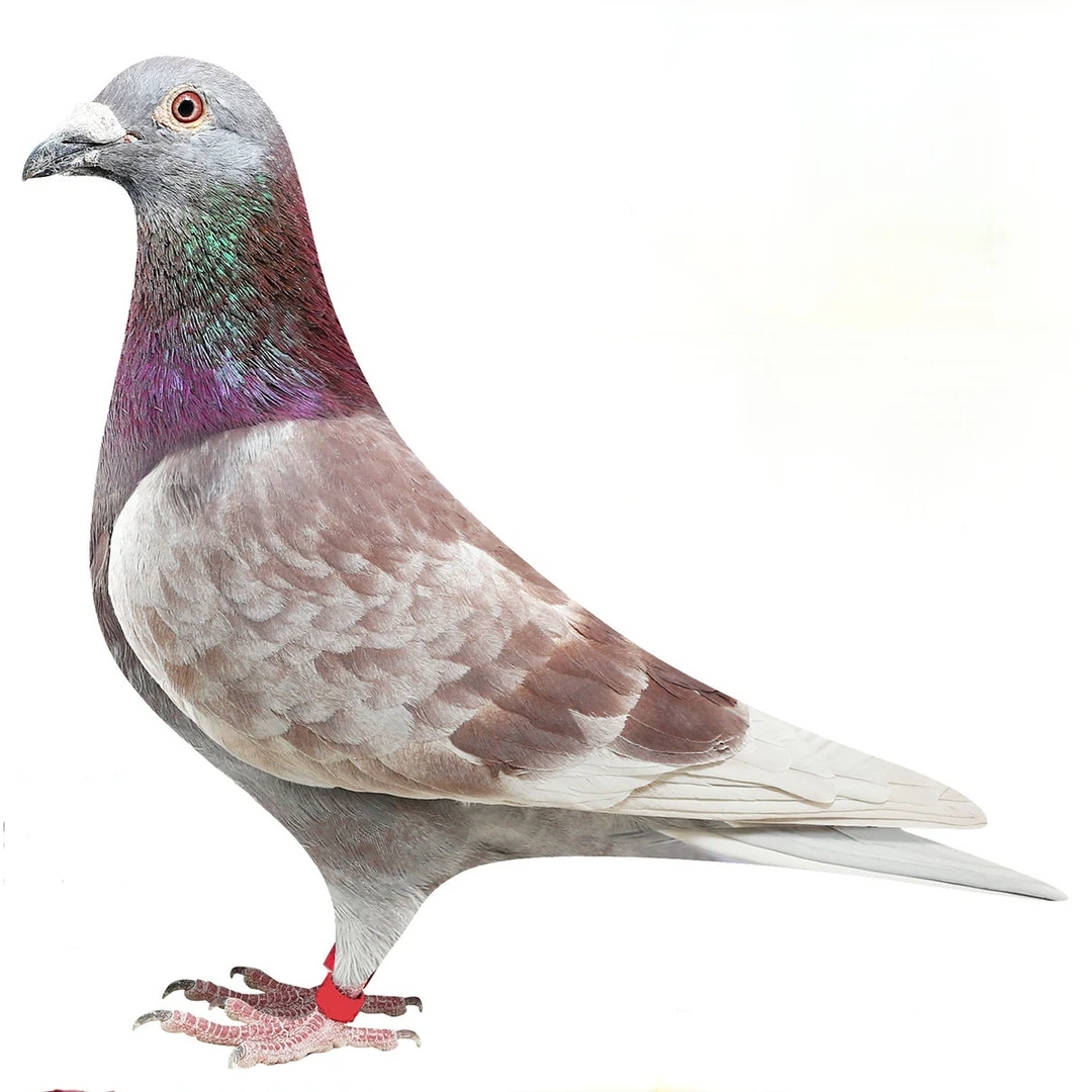 信鸽成绩鸽血统鸽比利时原环信鸽鸽用品