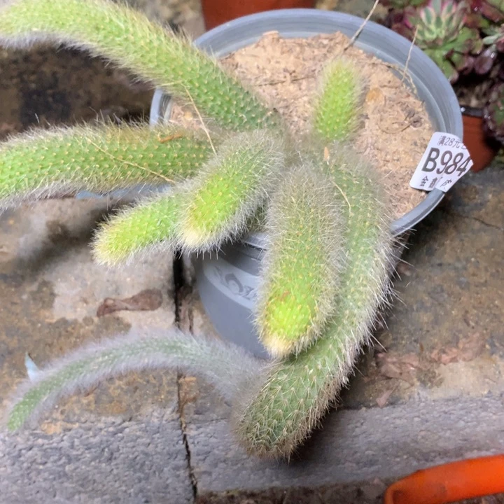 984多肉植物一物拍