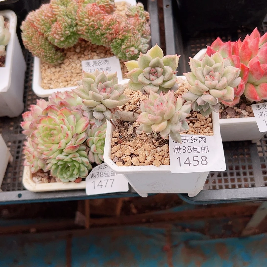 用***7多肉一物一拍植物1458