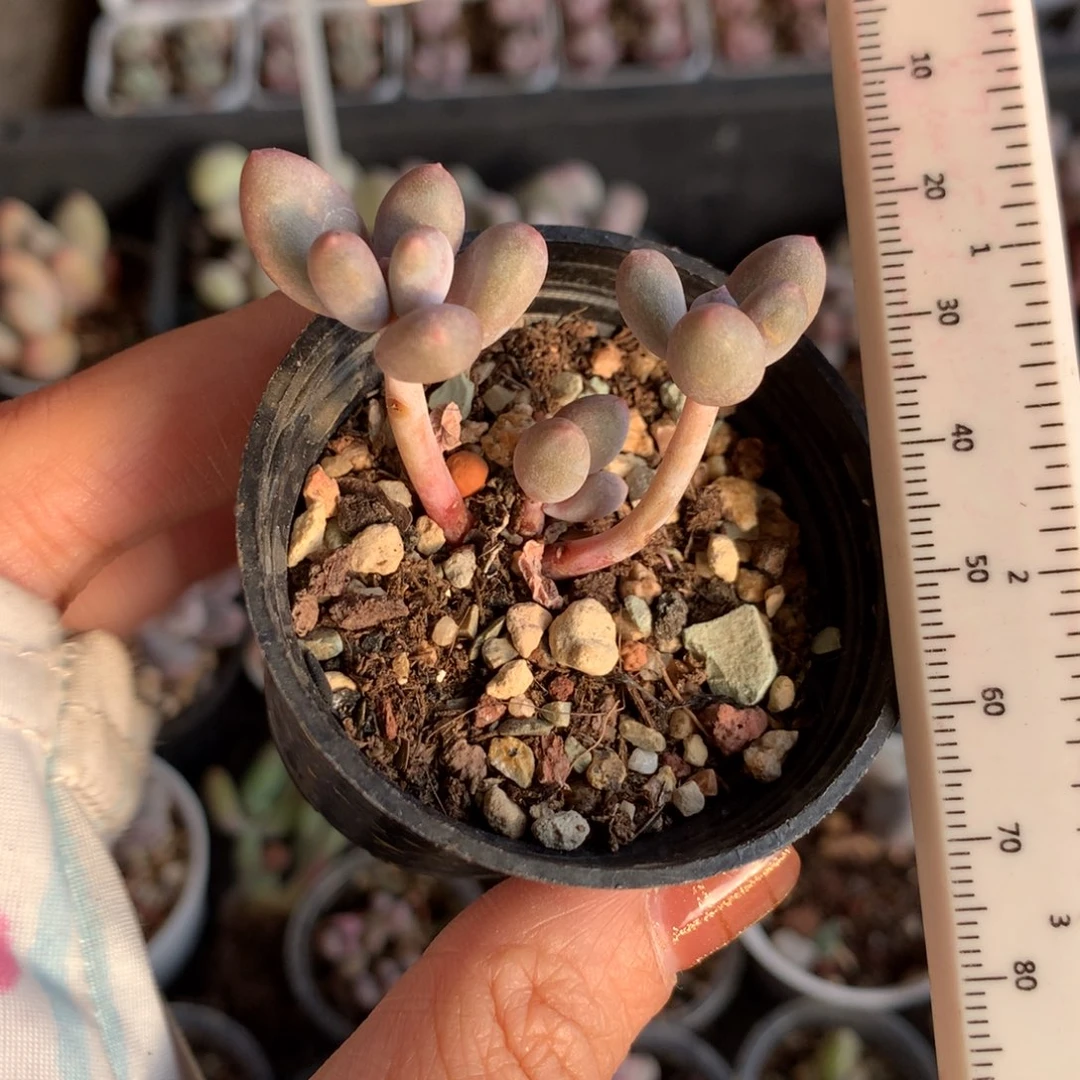 彩虹不满28发一片叶子，发到付