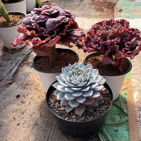 ?****y30 号包菜系列 3棵