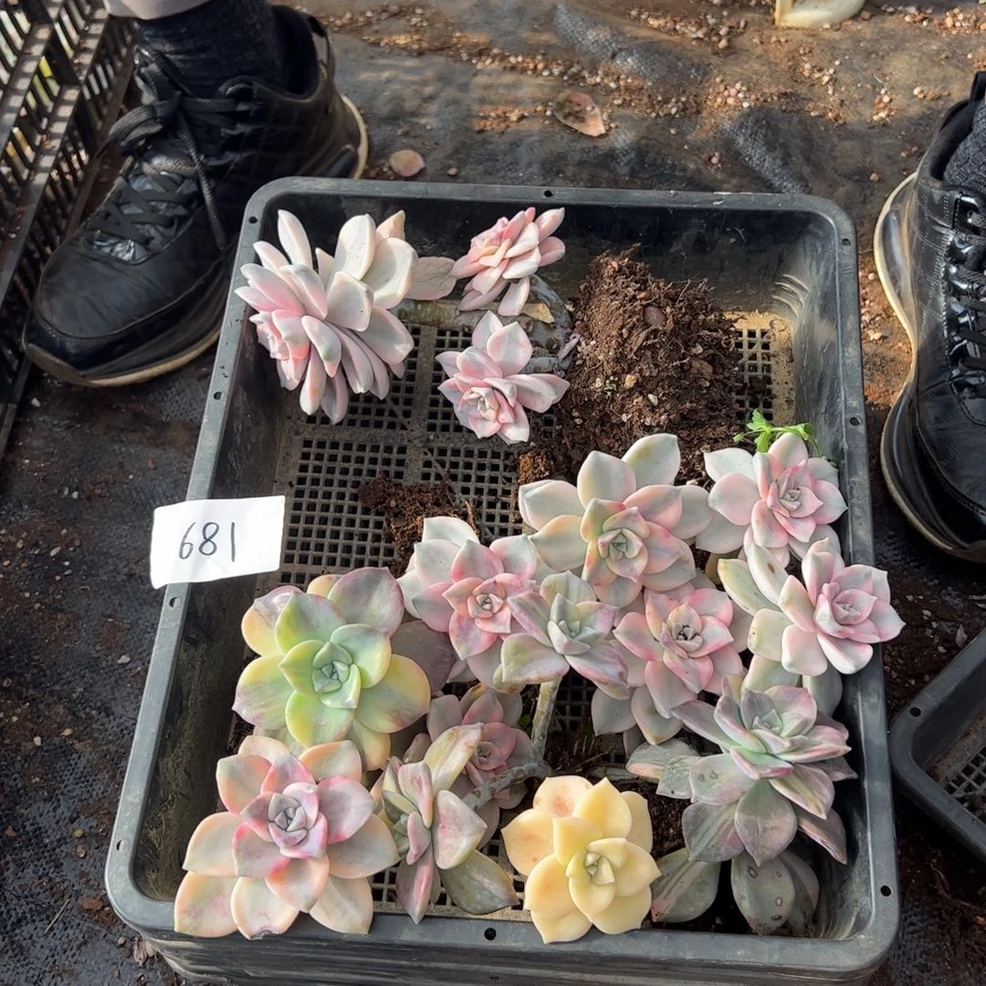 681紫乐锦老桩多肉植物