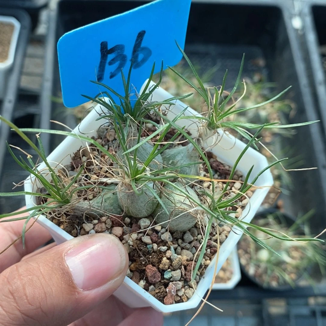 迷你海葱多肉植物