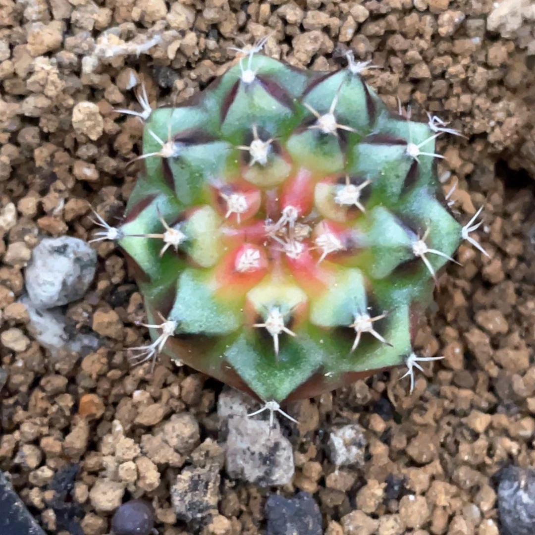 当前无花朵，栽培后可花朵粉色宝贝