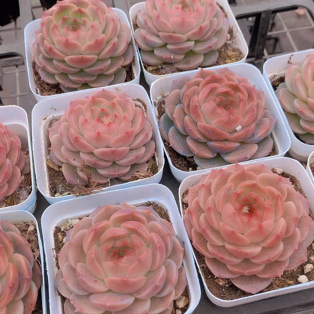 魔玉24567788999900