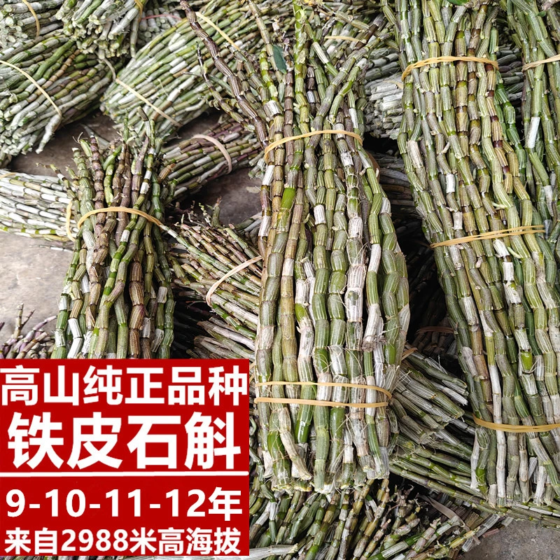 高山海拔纯正品种新鲜铁皮石斛鲜条9年10年11年12年一手货源包邮