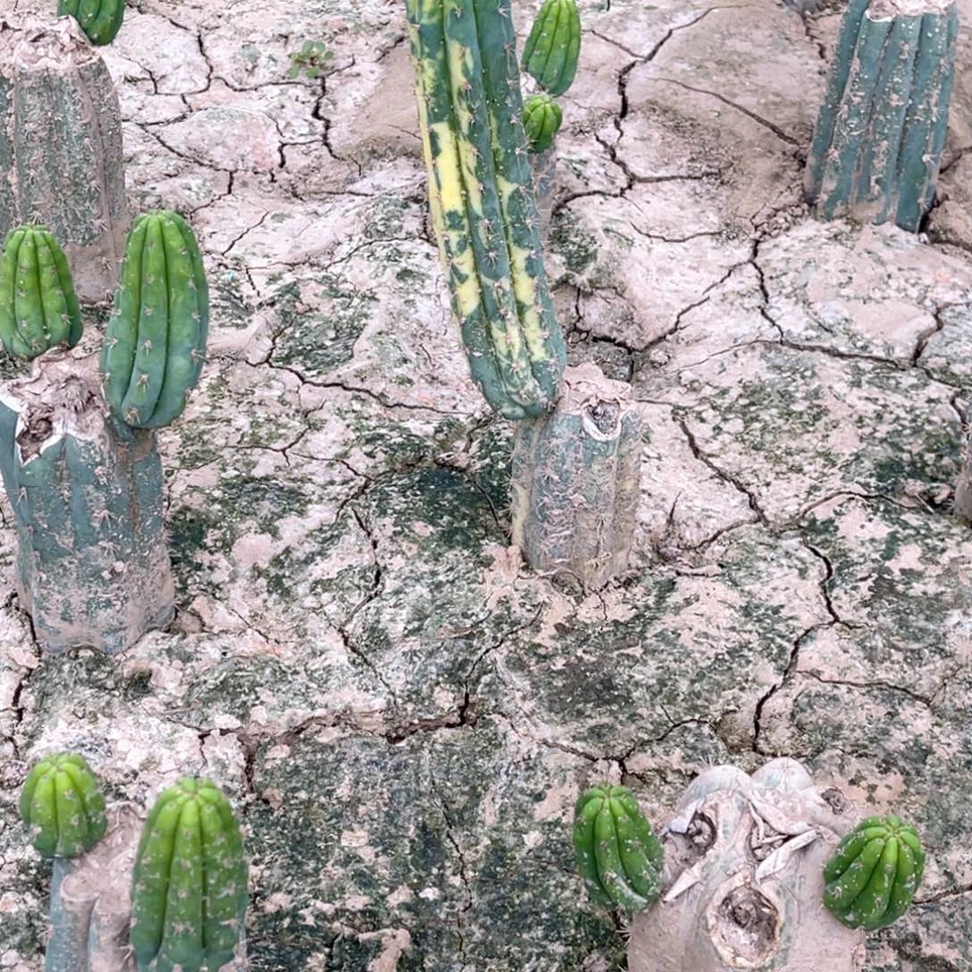 棉***孩多闻柱 锦 1颗 无根