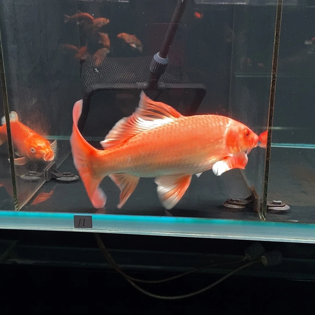 九***坤蝴蝶鲤11号红色蝴蝶鲤