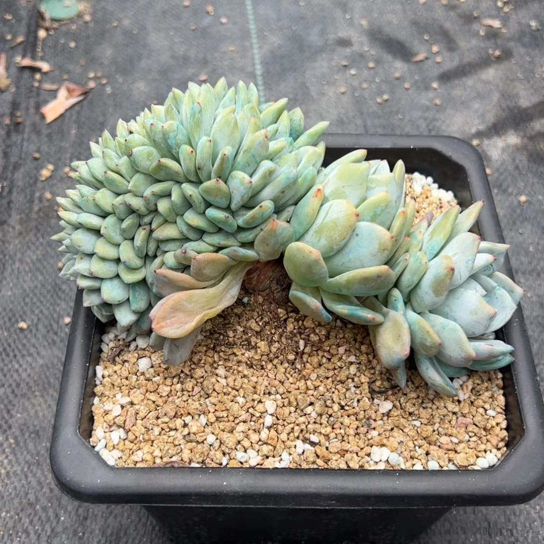 ✨***?地地道道的点点滴滴，