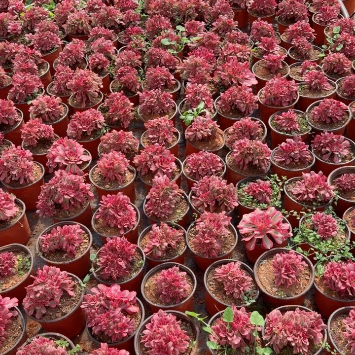 女巫缀化啊啊啊啊