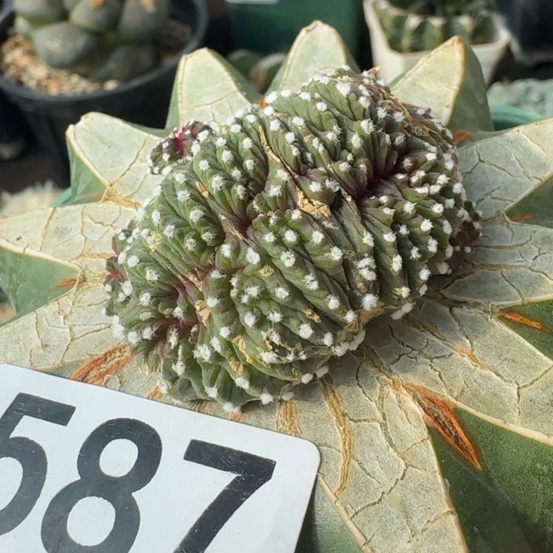 【闪购商品】苗接看花笼坠587