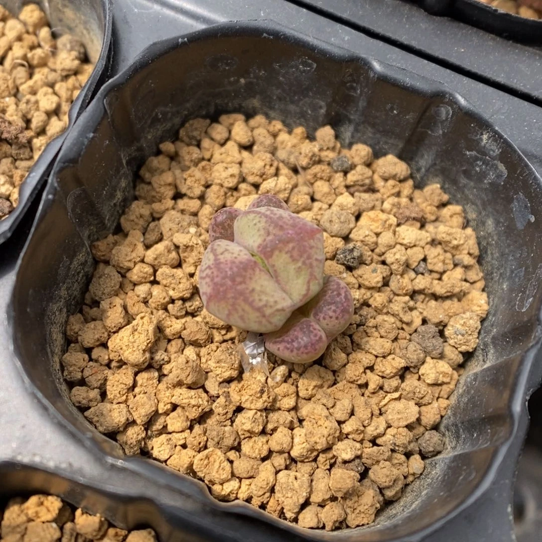 多肉植物肉锥杂交K-3565
