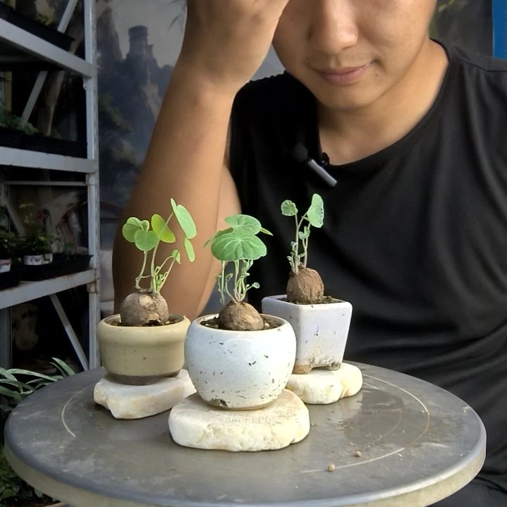 陈****）中青园艺一物一拍158