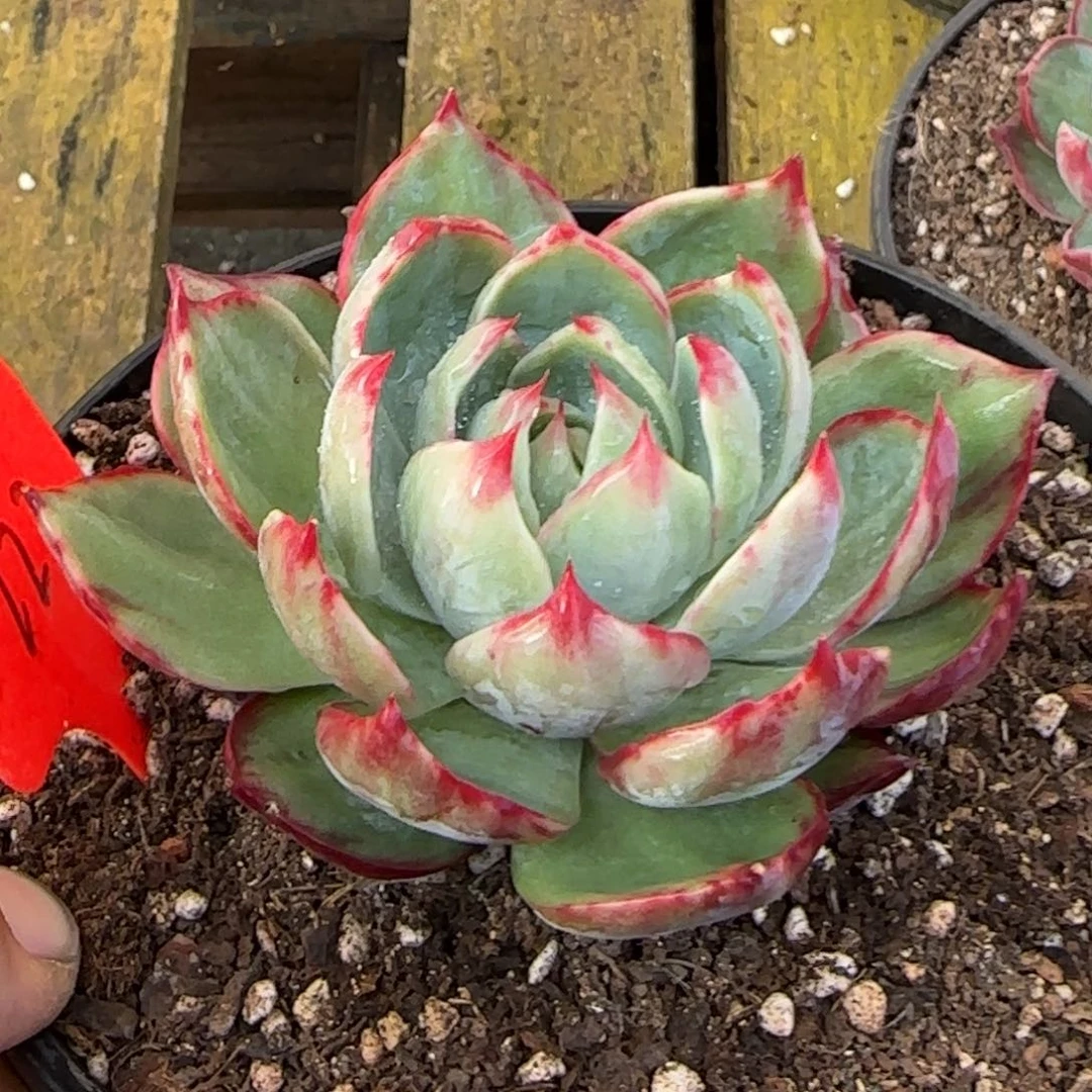 惊鸿一物一拍包装收缩花旱222