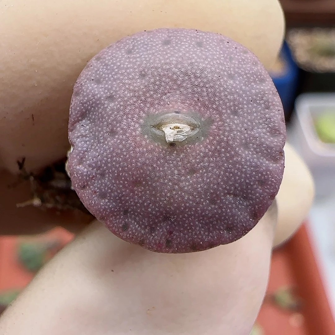 682金币杂交福利