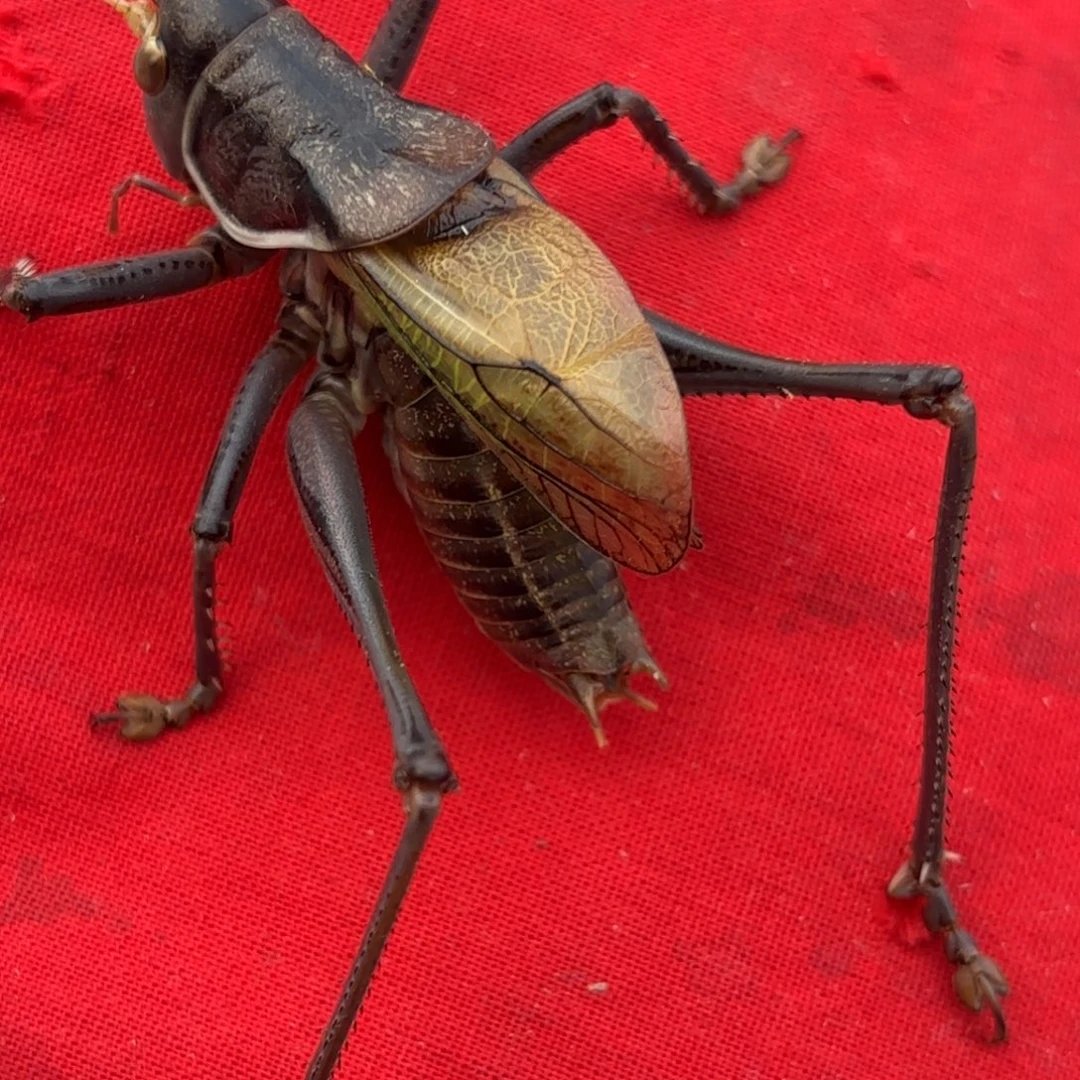 青***在蝈蝈蝈蝈福福价格