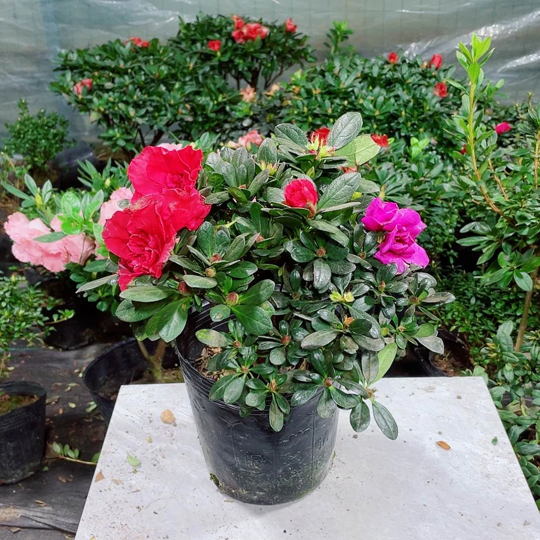 完全开放多色杜鹃