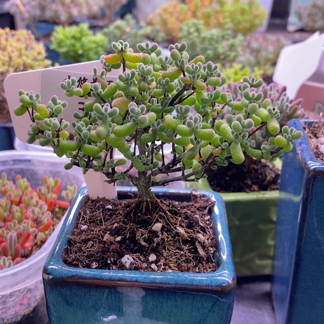 枪*358翡翠带盆福利。