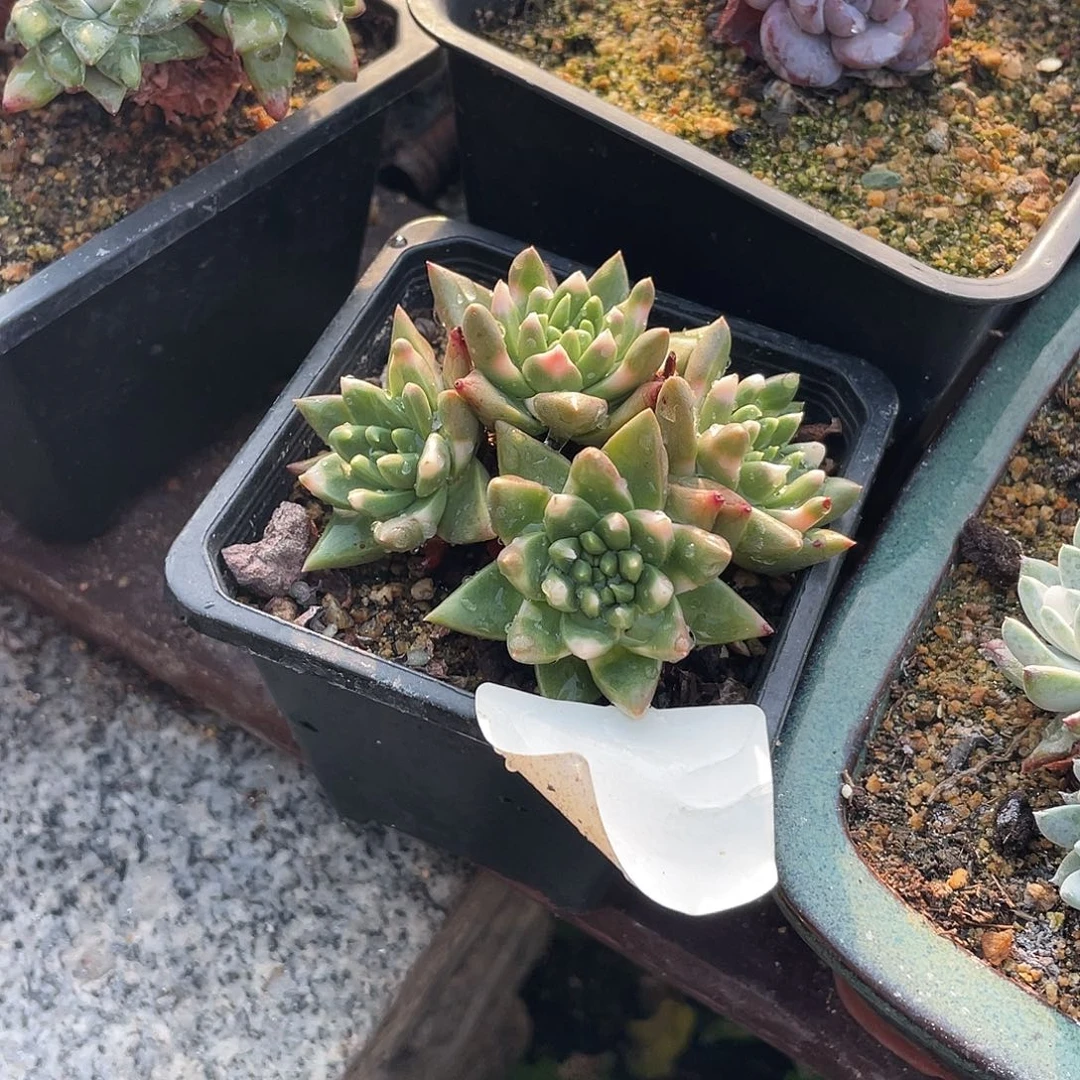 晨溪园艺仙女杯呀