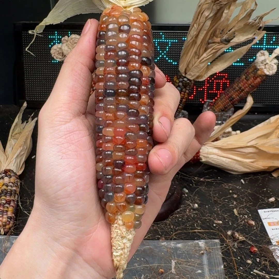 柏香籽/百香籽吊坠念*