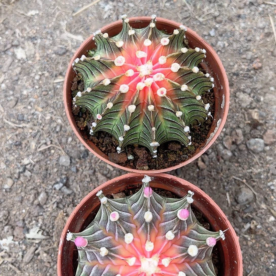 优*美肋骨牡丹一一一一