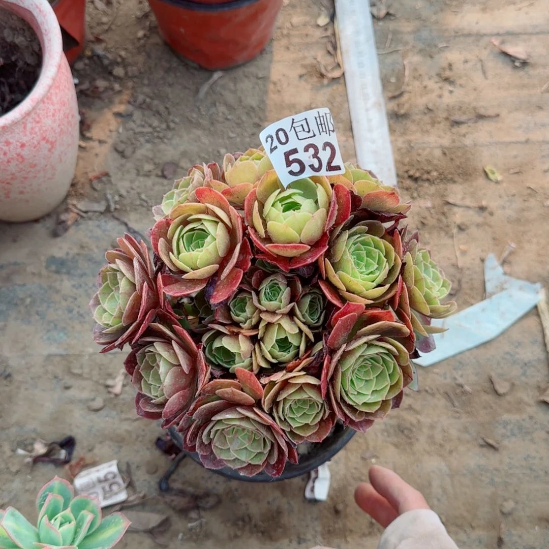 沙拉万多肉532满20包邮断枝不包