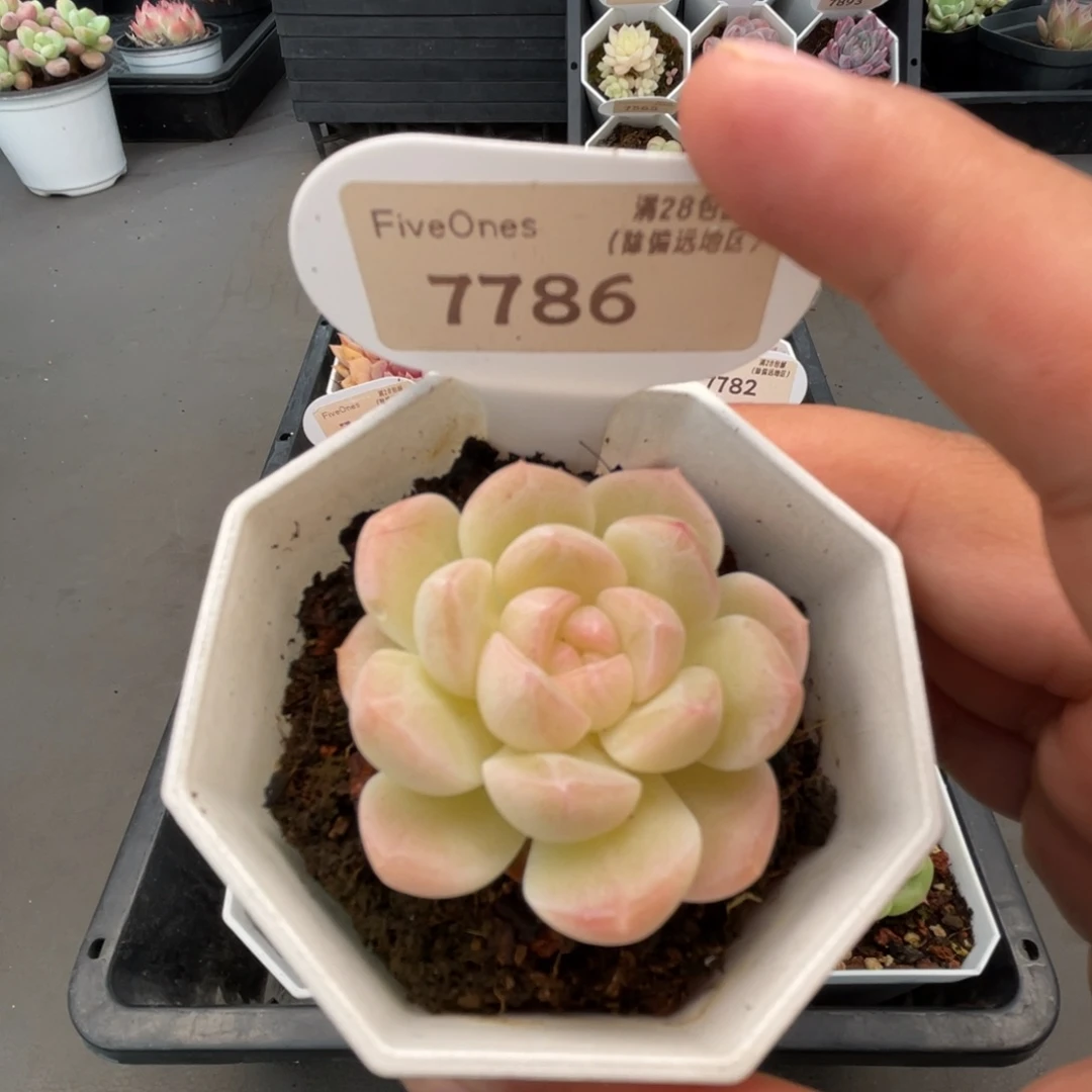 7786白桃汽水4.0厘米