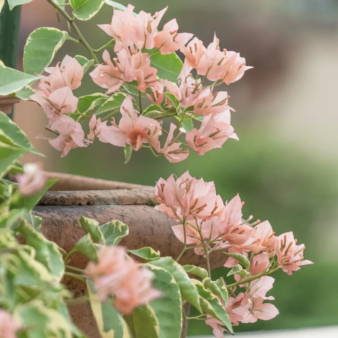 马斯三角梅绿植盆栽庭院阳台四季开花耐旱勤花植物