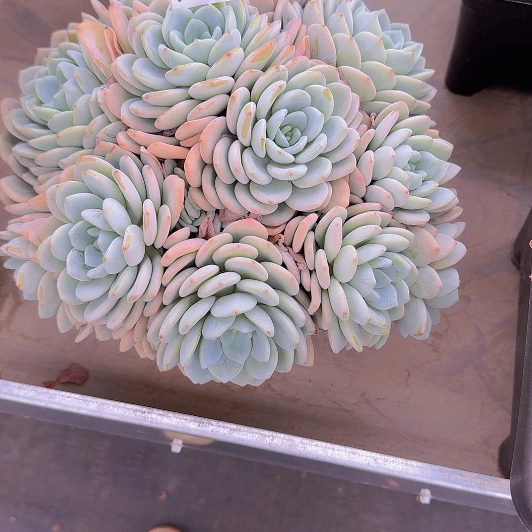 花*1523冷香多肉植物