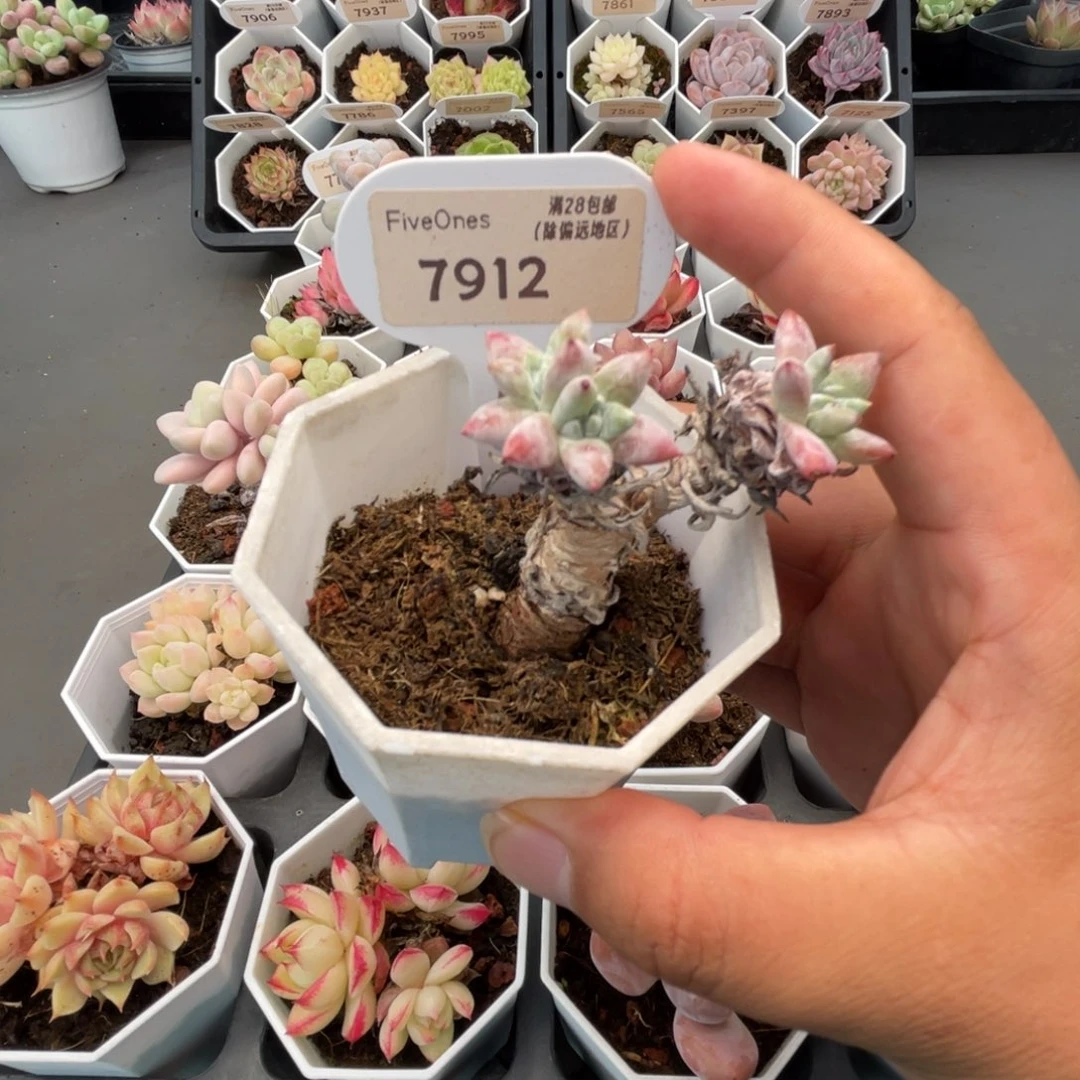 7912白菊 4.5厘米