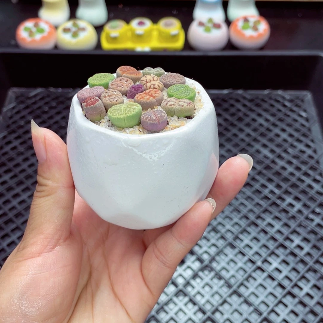 w1807 带盆土发货一物一拍