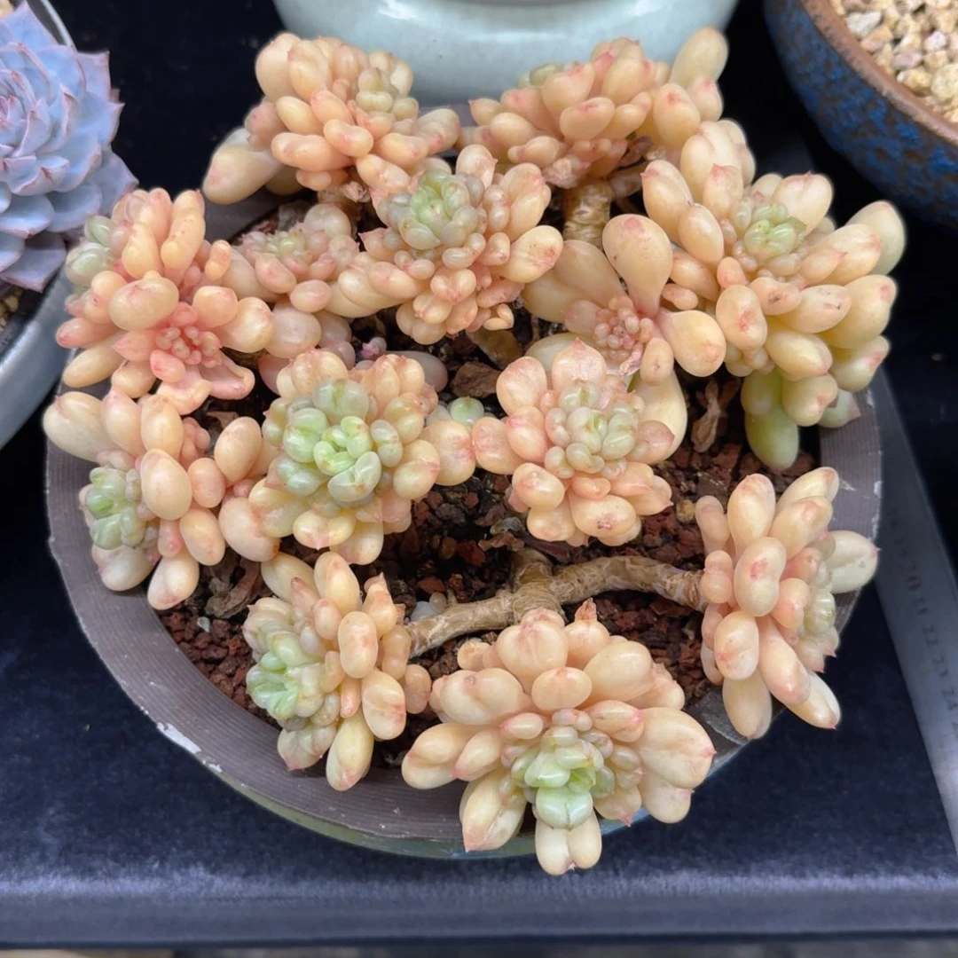 多肉植物多肉植物