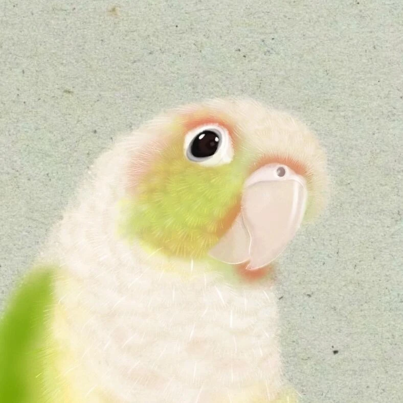 宠物手养鹦鹉雏鸟亲人粘人一物一拍