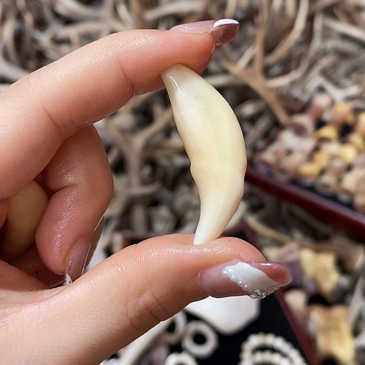 无非金属牙牙牙牙