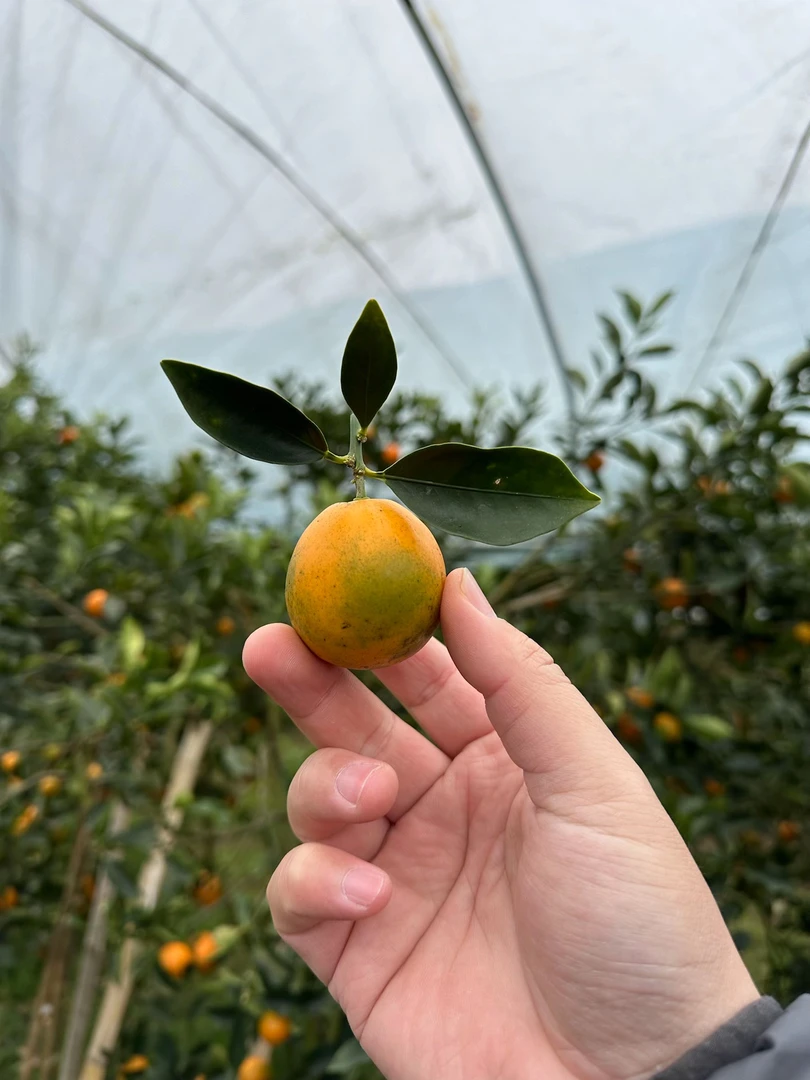 【顺丰】广西融安脆蜜金柑 净重2斤