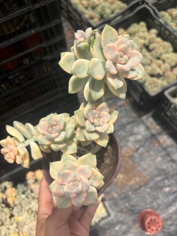 美杏锦 多肉植物 新手好养（满9.9包邮）