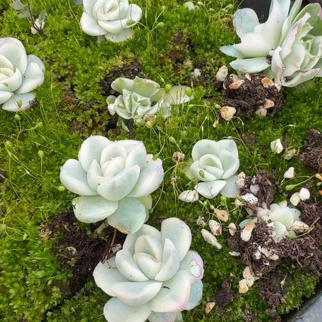 白鸢锦一颗量拍18-112