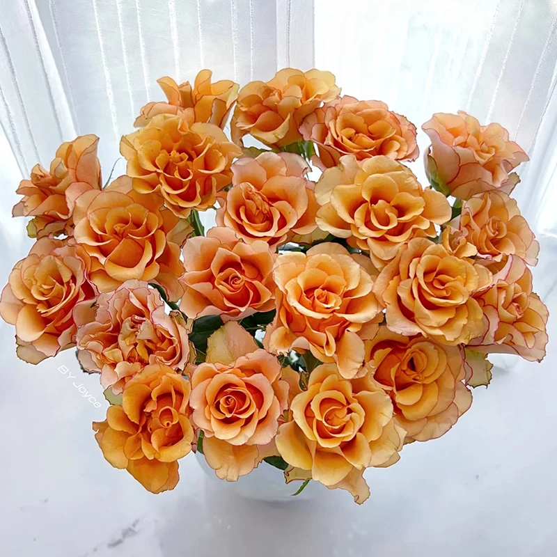 【逆光】玫瑰【3单包邮顺丰空运/95%市区次日达】